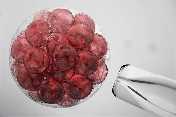 stamcellen navelstreng